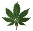 San Jose Medical Marijuana Doctor 420 Cannabis Evaluations Clinic...